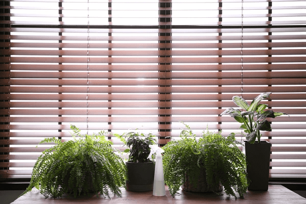 A bright interior with lush green indoor plants placed in front of stylish wooden blinds. The roman blind 2025 best and cheap option enhances the natural lighting in a Dubai home.