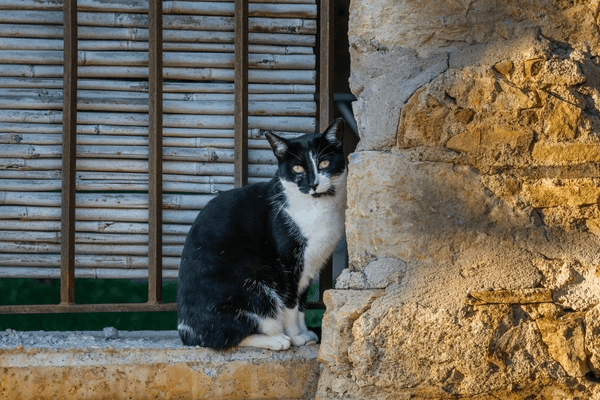  A black and white cat sitting on a rustic stone windowsill beside eco-friendly bamboo window blinds, illuminated by warm sunlight in Dubai.