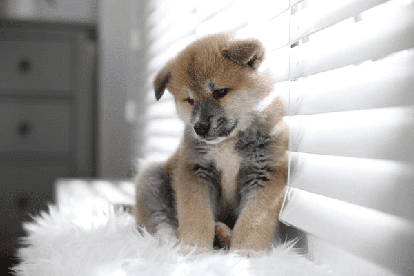 A fluffy Akita Inu puppy sitting beside modern white blinds, showcasing pet-friendly window Blinds perfect for Dubai homes in 2025.