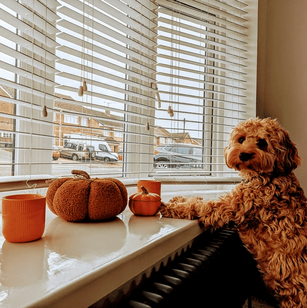 A fluffy Cockapoo dog sitting by a window with white Venetian blinds, gazing outside from a cozy Dubai home decorated with autumn-themed décor.