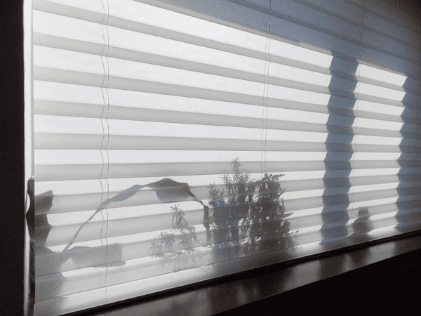 Close-up of white pleated honeycomb blinds filtering sunlight, casting soft shadows of plants on a window in a modern Dubai home.