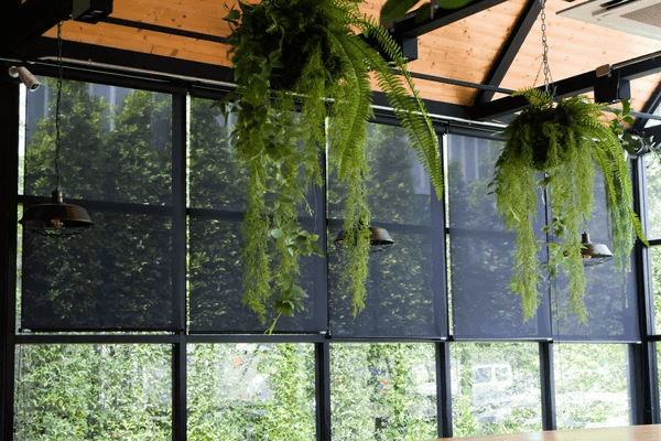 Stylish black blackout blinds covering large glass windows in a modern space with hanging green plants and industrial lighting.