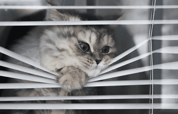 Fluffy gray cat pressing through durable white blinds, highlighting the best sleek and pet-proof blinds for cats in stylish homes in 2025.