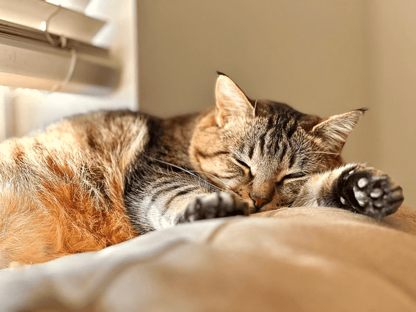A peaceful tabby cat sleeping near sleek modern blinds, highlighting the best cat-friendly blinds for cozy and elegant homes in 2025.