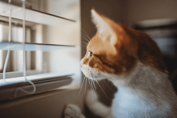 An orange and white cat intently staring through white horizontal blinds, standing close to a sunlit window.