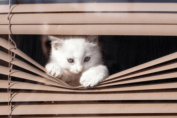 A curious white kitten peeking through horizontal beige blinds, playfully stretching its paws between the slats.