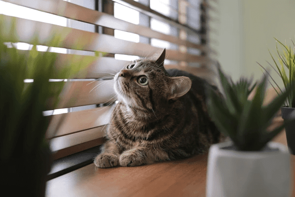A tabby cat lounging on a windowsill surrounded by houseplants, gazing up through sleek wooden blinds.