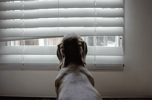 Dachshund looking out of a slightly bent white blind in a minimal, pet-friendly home setting.