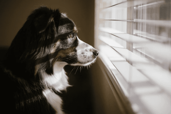 Australian Shepherd dog gazing out through modern white blinds in a warmly lit, cozy home interior.