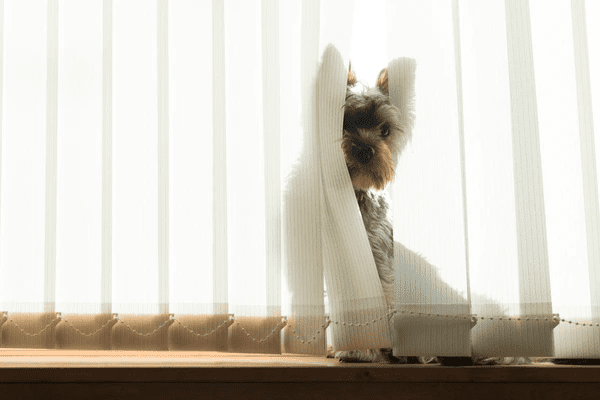 A small dog peeks through vertical blinds in a sunlit room, with light filtering gently through the fabric.