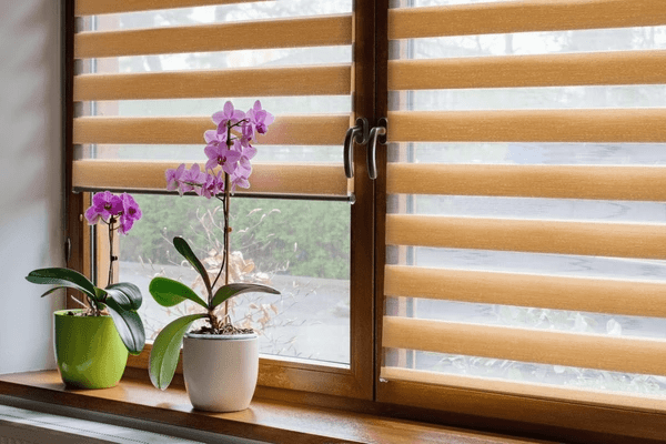 Modern wooden-framed window with beige zebra blinds and orchid plants on the sill, offering a cozy, soundproof ambiance.