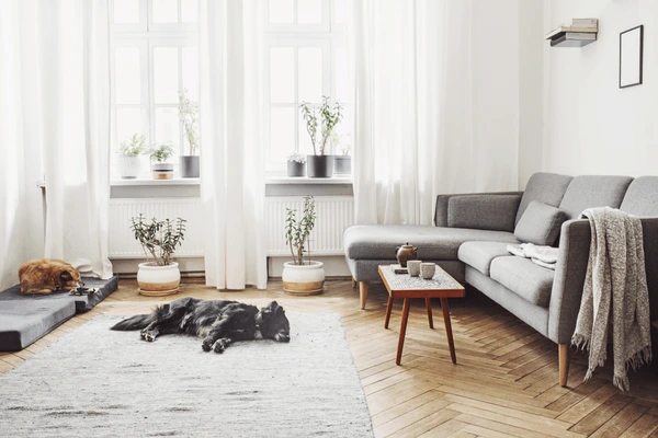 Minimalist living room with sheer green wall curtains, grey sofa, wooden flooring, indoor plants, and a cozy atmosphere in Dubai 2025.