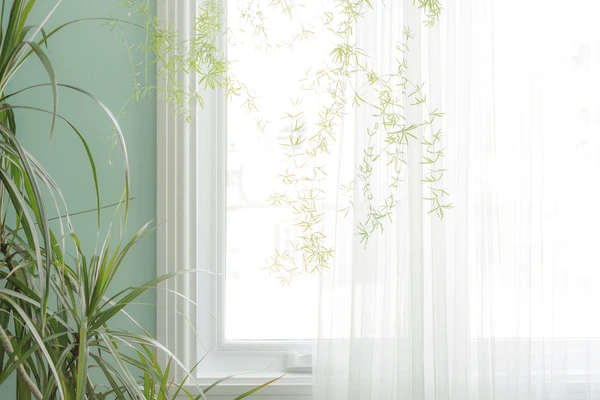 Green wall interior with white sheer curtains in Dubai 2025, stylish and modern home design with indoor plants.
